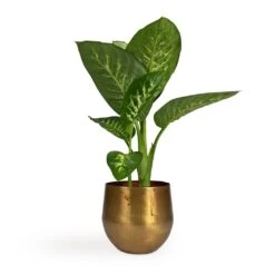 Dieffenbachia Seguine Tropic Snow - Dumb Cane 16 Dieffenbachia Seguine Tropic Snow - Dumb Cane -Garden Potted Plant Shop Dieffenbachia seguine Tropic Snow Dumb Cane 17x75cm Ayka Metal Plant Pots Set4 Old Camel