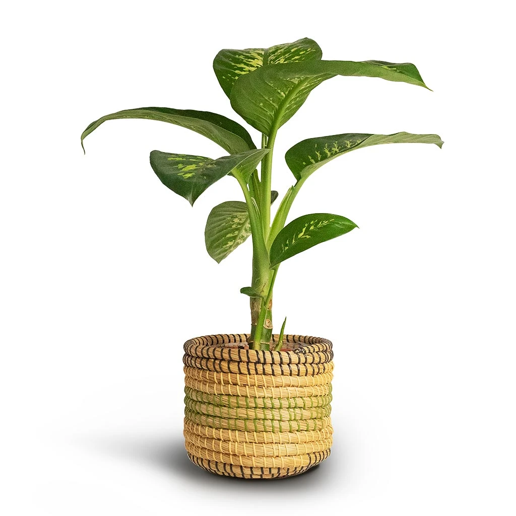 Dieffenbachia Seguine Tropic Snow - Dumb Cane 1 Dieffenbachia Seguine Tropic Snow - Dumb Cane