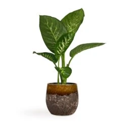 Dieffenbachia Seguine Tropic Snow - Dumb Cane 15 Dieffenbachia Seguine Tropic Snow - Dumb Cane -Garden Potted Plant Shop Dieffenbachia seguine Tropic Snow Dumb Cane 17x75cm Lindy Plant Pot Ochre 23x20cm