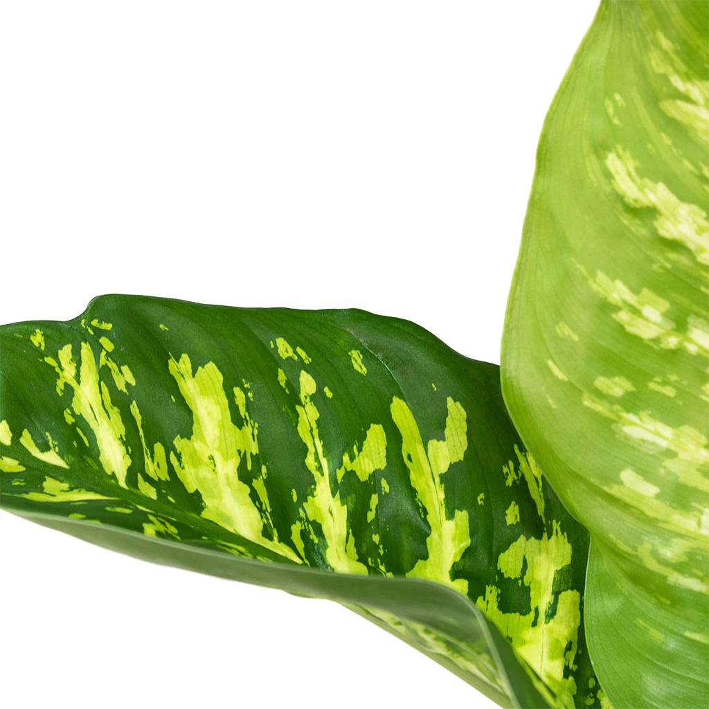 Dieffenbachia Seguine Tropic Snow - Dumb Cane 2 Dieffenbachia Seguine Tropic Snow - Dumb Cane - Image 2