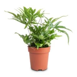 Doryopteris Pedata - Digit Fern