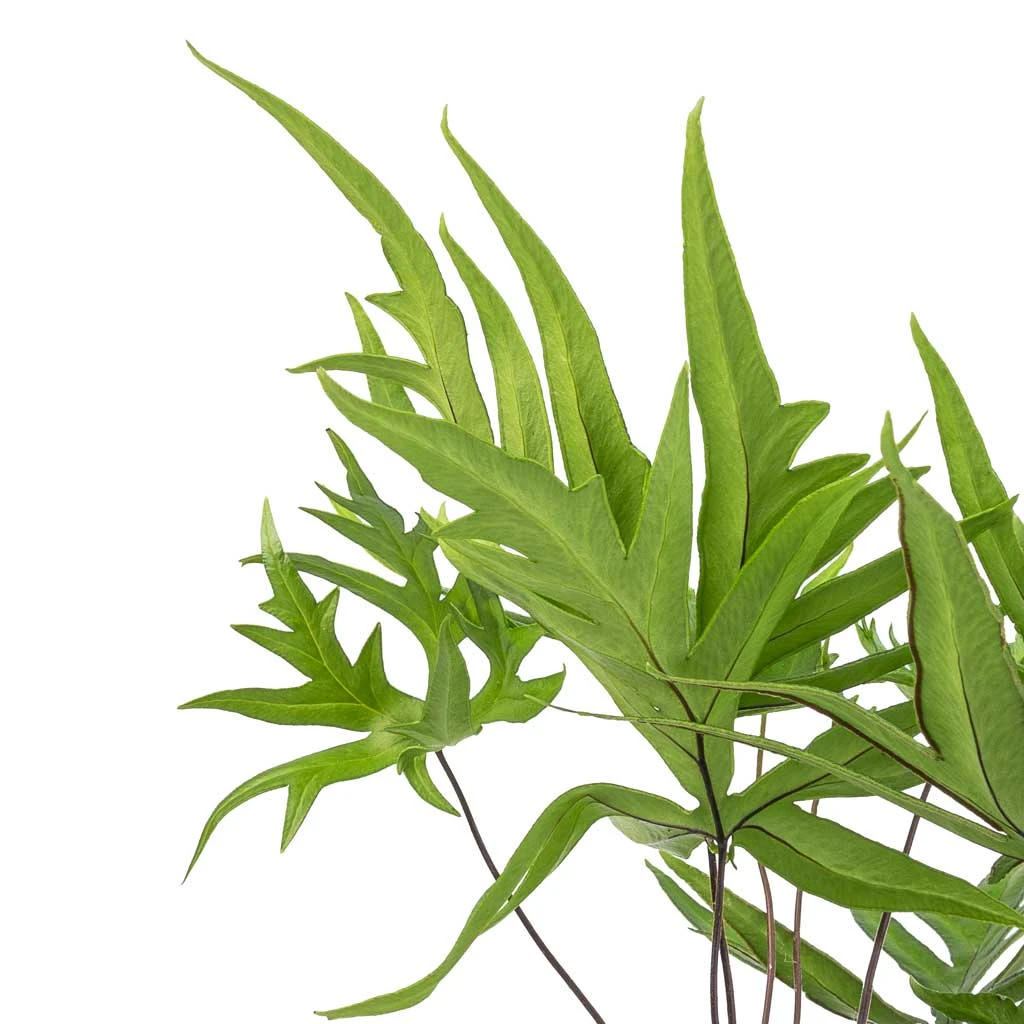 Doryopteris Pedata - Digit Fern 2 Doryopteris Pedata - Digit Fern - Image 2