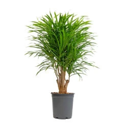 Dracaena Reflexa Anita - Branched 8 Dracaena Reflexa Anita - Branched -Garden Potted Plant Shop Dracaena Anita Branched 21x80cm