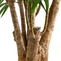 Dracaena Reflexa Anita - Branched 10 Dracaena Reflexa Anita - Branched -Garden Potted Plant Shop Dracaena Anita Branched SWATCH 2