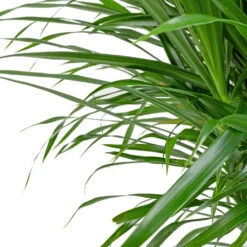 Dracaena Reflexa Anita - Branched 9 Dracaena Reflexa Anita - Branched -Garden Potted Plant Shop Dracaena Anita Branched SWATCH 3