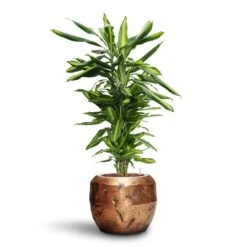 Dracaena Cintho - Branched - HydroCare -Garden Potted Plant Shop Dracaena Cintho Branched HydroCare Opus Raw Couple Planter Gold 56ea4a78 836d 46d7 8999 ceee387301a6