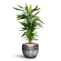 Dracaena Cintho - Branched - HydroCare -Garden Potted Plant Shop Dracaena Cintho Branched HydroCare Opus Raw Couple Planter Silver
