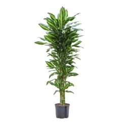 Dracaena Cintho - Branched - HydroCare -Garden Potted Plant Shop Dracaena Cintho Branched Hydroculture 22 19x150cm