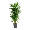 Dracaena Cintho - Branched - HydroCare