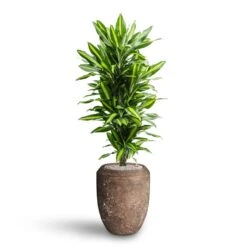 Dracaena Cintho - Branched - HydroCare -Garden Potted Plant Shop Dracaena Cintho Branched Hydroculture Polystone Coated Plain Coppa Planter Rock 91f7009e 51c8 437c 8a25 0166c18ddf0b