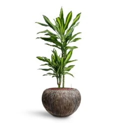 Luxe Lite Waterfall Globe Planter - Bronze 27 Luxe Lite Waterfall Globe Planter - Bronze -Garden Potted Plant Shop Dracaena Cintho Multi Stem HydroCare Luxe Lite Waterfall Globe Planter Bronze 21b47d96 467a 44d5 8228 26e491f65885