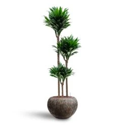 Luxe Lite Waterfall Globe Planter - Bronze 19 Luxe Lite Waterfall Globe Planter - Bronze -Garden Potted Plant Shop Dracaena Compacta Multi Stem Hydroculture 3 stems Luxe Lite Waterfall Globe Planter Bronze 39 x 27cm 0f88ce8d c844 4290 acea add13221c332