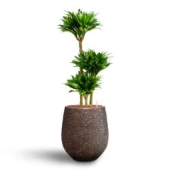 Opus Hit Darcy Planter - Gold -Garden Potted Plant Shop Dracaena Compacta Multi Stem Hydroculture 3 stems Opus Hit Darcy Planter Gold 38 x 42cm d9b3802f add3 4cb2 8400 1a846fb14f7a