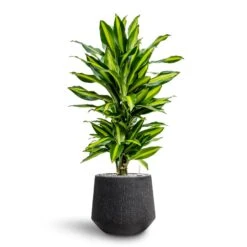 Dracaena Cintho - Branched - HydroCare -Garden Potted Plant Shop Dracaena Fragrans Cinco Branched Hydroculture Raindrop Darcy Planter Anthracite