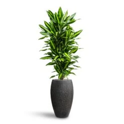 Dracaena Cintho - Branched - HydroCare -Garden Potted Plant Shop Dracaena Fragrans Cinco Branched Hydroculture Raindrop Emperor Planter Anthracite