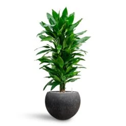 Dracaena Janet Lind - Branched - HydroCare -Garden Potted Plant Shop Dracaena Fragrans Janet Lind Multi Stem Hydroculture Raindrop Globe Planter Anthracite