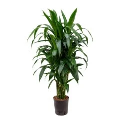 Dracaena Janet Craig - Branched - HydroCare
