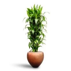 Dracaena Janet Craig - Branched - HydroCare 10 Dracaena Janet Craig - Branched - HydroCare -Garden Potted Plant Shop Dracaena Janet Craig Branched Hydroculture30 27 x 160cm Metallic Couple Plant Pot Matt Copper50 x 45cm