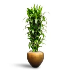 Metallic Couple Plant Pot - Matt Honey -Garden Potted Plant Shop Dracaena Janet Craig Branched Hydroculture30 27 x 160cm Metallic Couple Plant Pot Matt Honey 50 x 45cm 7405a912 c310 4bfe ac8d 51123b91576c