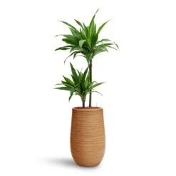 Dune Partner Planter - Almond -Garden Potted Plant Shop Dracaena Janet Craig Multi Stem HydroCare Dune Partner Planter Almond d7a31100 14fd 4934 a03a 25d85015bf76