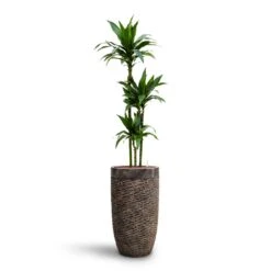 Luxe Lite Layer Partner Planter - Bronze -Garden Potted Plant Shop Dracaena Janet Craig Multi Stem HydroCare Luxe Lite Layer Partner Planter Bronze 7846aa51 b752 48d4 881f 7c855e184dec