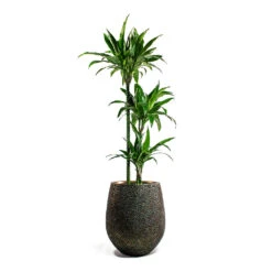 Opus Hit Darcy Planter - Gold -Garden Potted Plant Shop Dracaena Janet Craig Multi Stem Hydroculture Opus Hit Darcy Planter Gold