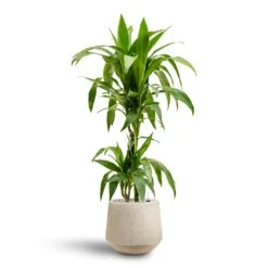Raindrop Tube Round Planter - Stone 21 Raindrop Tube Round Planter - Stone -Garden Potted Plant Shop Dracaena Janet Craig Multi Stem Hydroculture2 stems Raindrop Tube Round Planter Stone 30 x 26cm 36642b29 e8d2 4b13 b8ac ab067218d38a