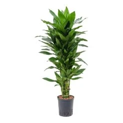 Dracaena Janet Lind - Branched - HydroCare -Garden Potted Plant Shop Dracaena Janet Lind Branched Hydroculture Indoor Plant Small
