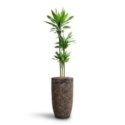 Luxe Lite Layer Partner Planter - Bronze -Garden Potted Plant Shop Dracaena Janet Lind Multi Stem HydroCare Luxe Lite Layer Partner Planter Bronze 969a4eac 356c 46b2 a4e5 645d6698b90d