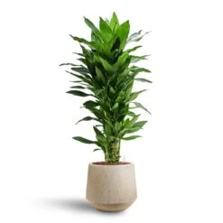 Raindrop Tube Round Planter - Stone 16 Raindrop Tube Round Planter - Stone -Garden Potted Plant Shop Dracaena Janet Lind Multi Stem Hydroculture 3 stems Raindrop Tube Round Planter Stone 30 x 26cm b7b3a37a 2904 4535 935b 6833f0dd9b87