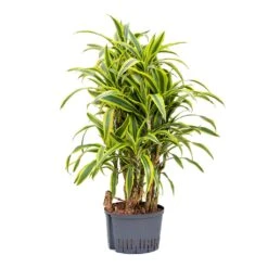 Dracaena Lemon Lime - Branched - HydroCare -Garden Potted Plant Shop Dracaena Lemon Lime Branched Hydroculture 25 19x110cm