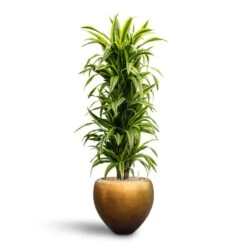 Metallic Couple Plant Pot - Matt Honey -Garden Potted Plant Shop Dracaena Lemon Lime Branched Hydroculture 31 28 x 130cm Metallic Couple Plant Pot Matt Honey 50 x 45cm 9ea39e1b 3b21 4612 9731 744dd39b1277