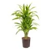 Dracaena Lemon Lime - Branched - HydroCare