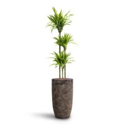 Luxe Lite Layer Partner Planter - Bronze -Garden Potted Plant Shop Dracaena Lemon lime Multi Stem HydroCare Luxe Lite Layer Partner Planter Bronze 52202542 a43e 4d77 b176 6f82d57c5970