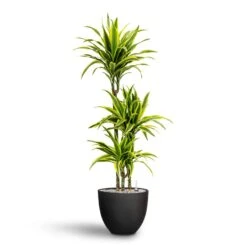 Coral Refined Planter - Volcano Black 6 Coral Refined Planter - Volcano Black -Garden Potted Plant Shop Dracaena Lemon lime Multi Stem Hydroculture 21 20 x 125cm Coral Refined Planter Volcano Black 25 x 21 cm 59f0469e 4b91 409e b593 752231a5aaff