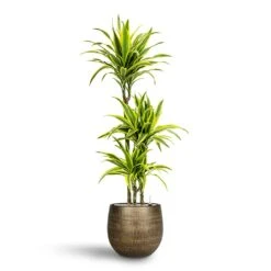 Ryan Plant Pot - Shiny Gold -Garden Potted Plant Shop Dracaena Lemon lime Multi Stem Hydroculture 21 20 x 125cm Ryan Plant Pot Shiny Gold 31 x 28 cm 88583960 45b7 4431 8b35 91dbac6f509c