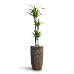 Luxe Lite Layer Partner Planter - Bronze -Garden Potted Plant Shop Dracaena Warneckii Multi Stem HydroCare Luxe Lite Layer Partner Planter Bronze c939cab1 c447 465e aa52 94f865d44c2d