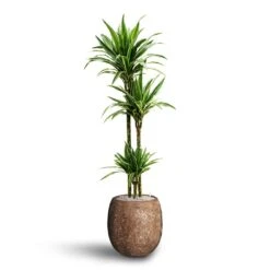 Polystone Coated Plain Balloon Planter - Rock -Garden Potted Plant Shop Dracaena Warneckii Multi Stem Hydroculture Polystone Coated Plain Balloon Planter Rock 0c077481 2306 4b4b 8151 53dca355a9f8