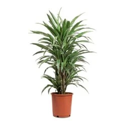 Dracaena Deremensis Warneckii - Branched 13 Dracaena Deremensis Warneckii - Branched -Garden Potted Plant Shop Dracaena deremensis Warneckii Branched 24x90cm