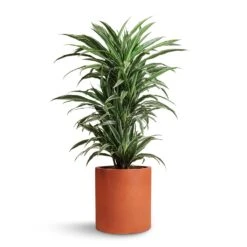Max Refined Planter - Canyon Orange -Garden Potted Plant Shop Dracaena deremensis Warneckii Branched 24x90cm Max Refined Planter Canyon Orange 29x29.5cm