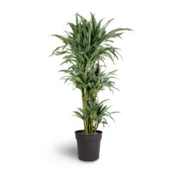 Dracaena Deremensis Warneckii - Branched 11 Dracaena Deremensis Warneckii - Branched -Garden Potted Plant Shop Dracaena deremensis Warneckii Branched 27x120cm