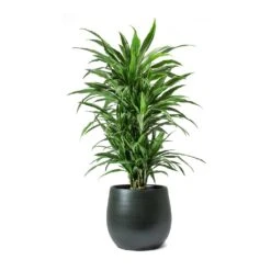 Dracaena Deremensis Warneckii - Branched 16 Dracaena Deremensis Warneckii - Branched -Garden Potted Plant Shop Dracaena deremensis Warneckii Branched Esra Plant Pot Dark Green