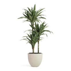 Coral Refined Planter - Natural White 13 Coral Refined Planter - Natural White -Garden Potted Plant Shop Dracaena deremensis Warneckii Multi Stem Coral Refined Planter Natural White