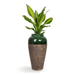 Lindy Bottle Plant Vase - Black Green 8 Lindy Bottle Plant Vase - Black Green -Garden Potted Plant Shop Dracaena fragrans Burley 14x40cm Lindy Bottle Plant Vase Black Green 28x50cm b5d9cc82 e6aa 4ca1 9f4f 7f16ea3a459b