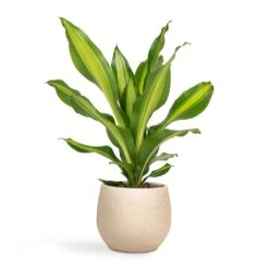 Ryan Plant Pot - Sand Gold -Garden Potted Plant Shop Dracaena fragrans Burley 14x40cm Ryan Plant Pot Sand Gold 18x16cm bc91e5f0 e777 49a7 bd8d fedd7ffd2765
