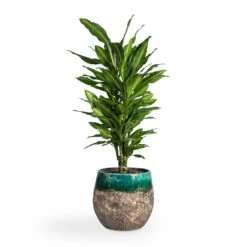 Lindy Plant Pot - Black Green -Garden Potted Plant Shop Dracaena fragrans Cintho Branched 21x70cm Lindy Plant Pot Black Green 30x25cm 1fa2851a 1401 4dfb a9b1 7be94f5a5e0a