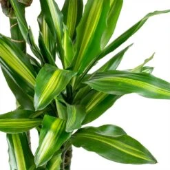 Dracaena Cintho - Branched - HydroCare -Garden Potted Plant Shop Dracaena fragrans Cintho Leaves ab958d53 bedb 408c 85ce 6af32735502a