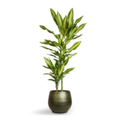 Noor Plant Pot - Velvet Green -Garden Potted Plant Shop Dracaena fragrans Cintho Multi Stem 19x100cm 2stems Noor Plant Pot Velvet Green 27x25cm
