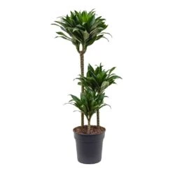 Dracaena Fragrans Compacta - Multi Stem 15 Dracaena Fragrans Compacta - Multi Stem -Garden Potted Plant Shop Dracaena fragrans Compacta 3 Stem
