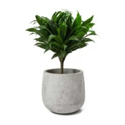 Dracaena Fragrans Compacta - Single Stem -Garden Potted Plant Shop Dracaena fragrans Compacta Amber Plant Pot